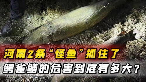 汝州最新爆料怪鱼,揭秘其神秘身世与生态影响